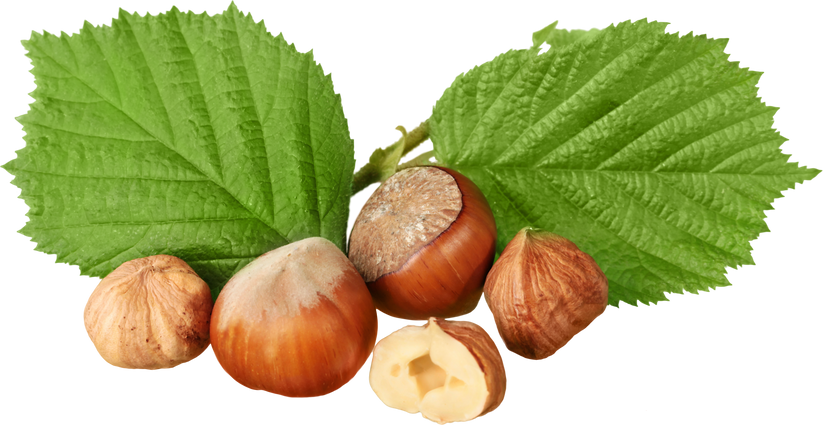 Hazelnuts Composition - Isolated