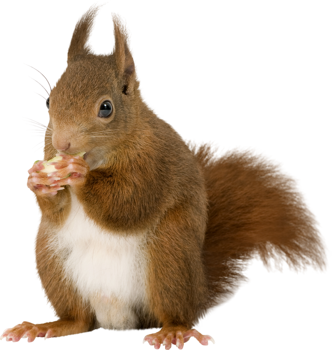 Eurasian Red Squirrel - Sciurus Vulgaris (2 Years)