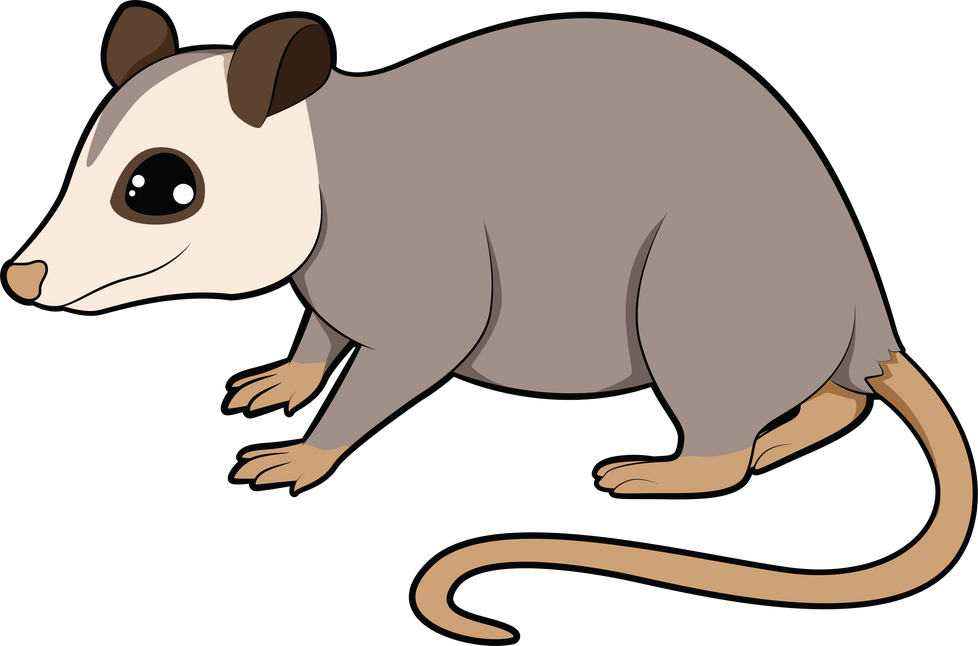 Opossum Animal Illustration