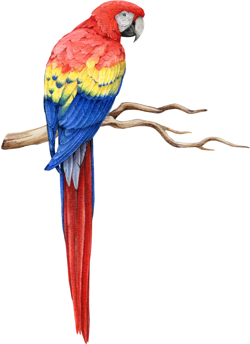 Red macaw parrot on the tree branch watercolor illustration