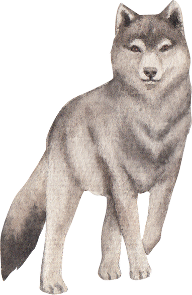 Watercolor Grey Wolf