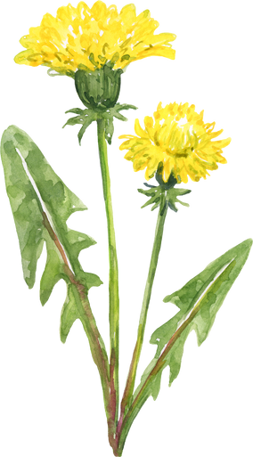 Watercolor wildflower, yellow dandelion illustration